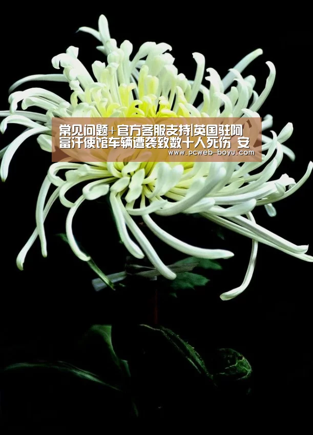  常见问题+官方客服支持